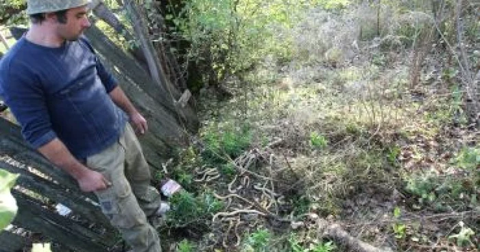 Craiova: Zeci de şerpi veninoşi  au invadat casa unui tânăr