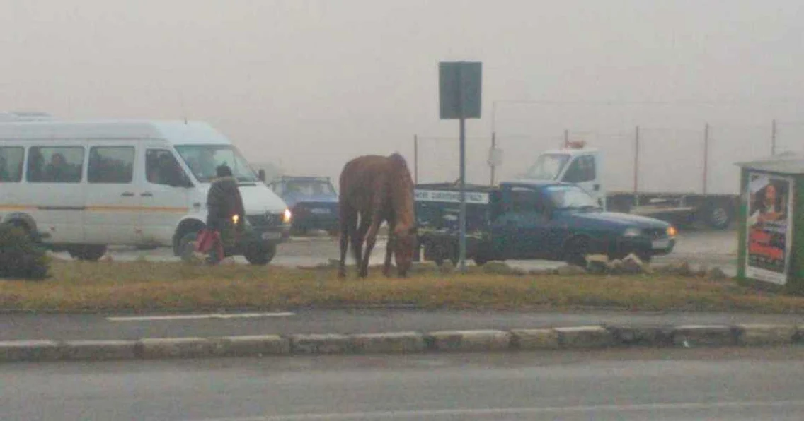 cal tulcea