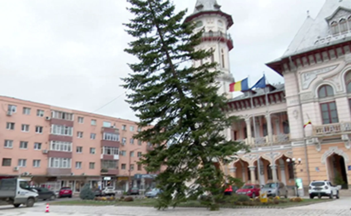 Molidul din centrul Buzăului a fost doborât ieri. Foto: Iulian Bunilă
