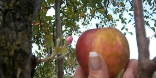 Localnicii din Glamboaca au ramas surprinsi cand au gasit in meri si flori si fructe, in octombrie 