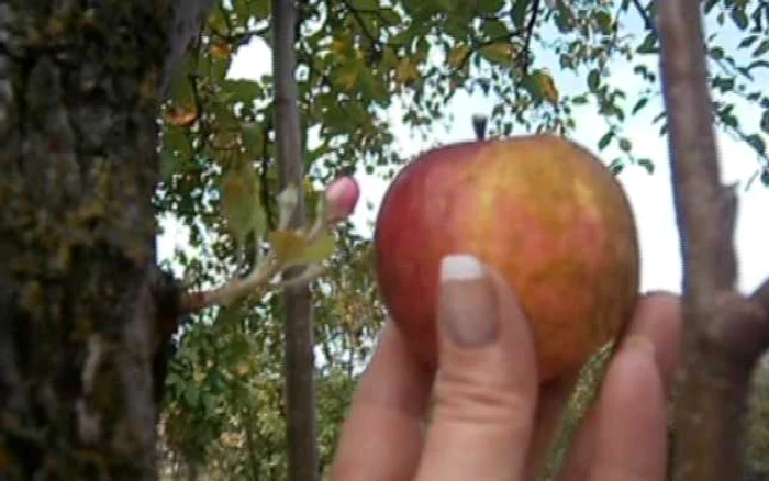 Localnicii din Glamboaca au ramas surprinsi cand au gasit in meri si flori si fructe, in octombrie 