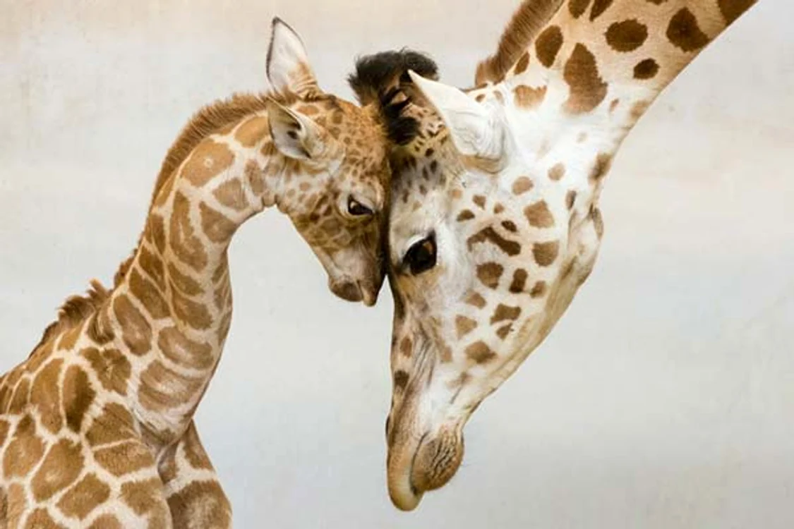 O girafă alături de puiul ei