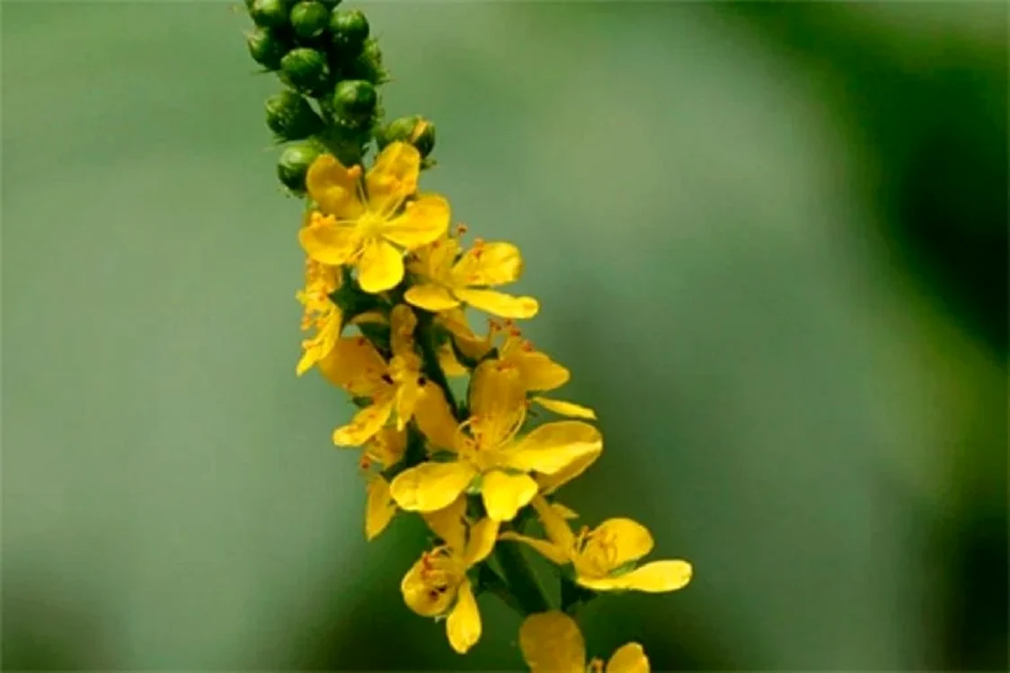 Agrimonia, una dintre plantele pe care trebuie să le ai în casă / foto: Pinterest 