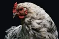 chicken 1851495 1280 jpg