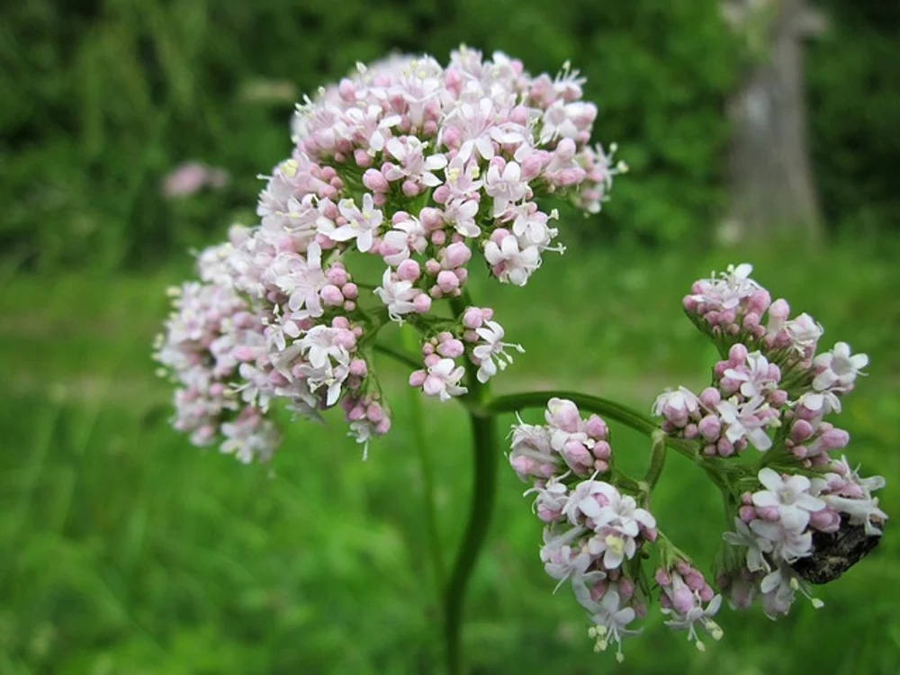 Valeriana este o plantă care tratează multe probleme ale sistemului nervos și este de ajutor și în insomnii