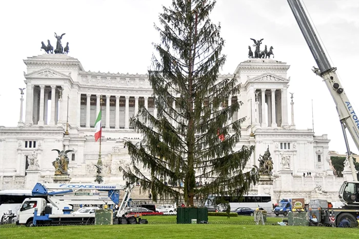 Bradul din Roma în anul 2017
