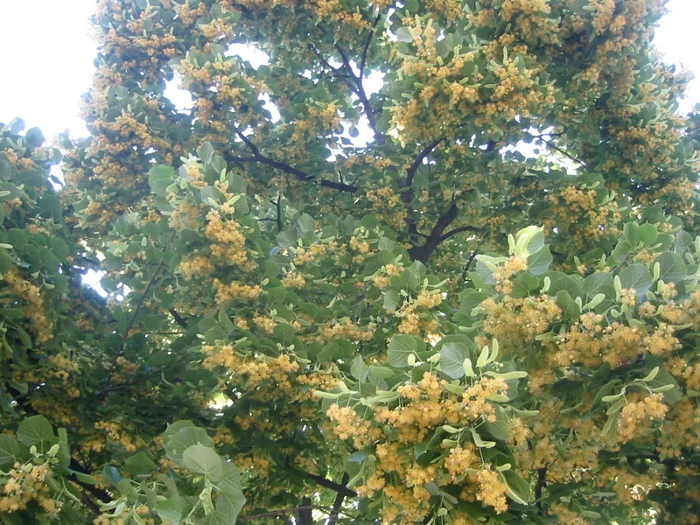 Marius Tucă: „Au înflorit teii în oraș / Lăsaţi seringile, băieţi”