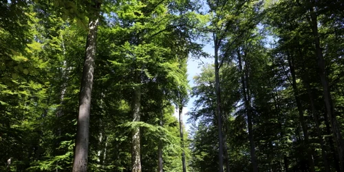 sarmizegetusa regia foto daniel guta adevarul