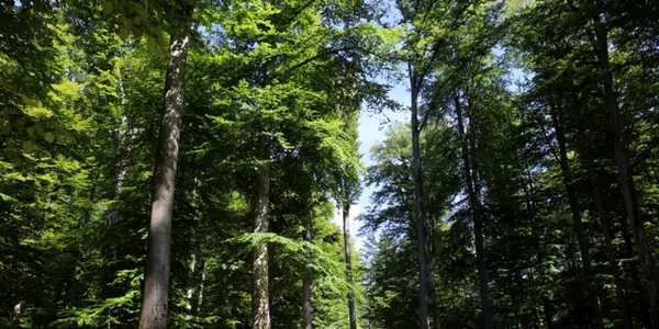sarmizegetusa regia foto daniel guta adevarul