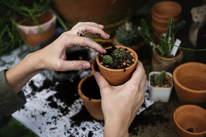 Cultivarea plantelor este un hobby avantajos. Sursa: Pixabay.com