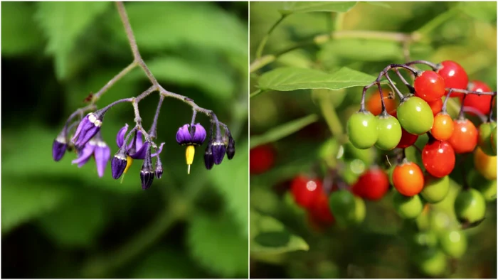 Planta cu efecte uimitoare în tratamentul mai multor afecțiuni ale pielii.