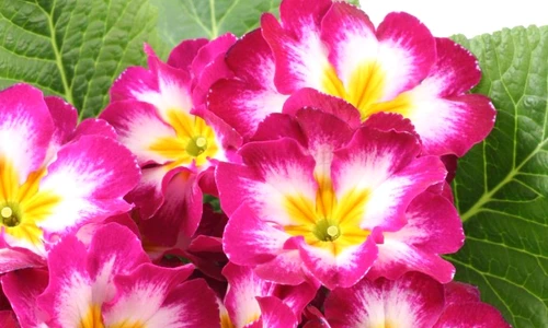 1 48379 original jpg jpeg