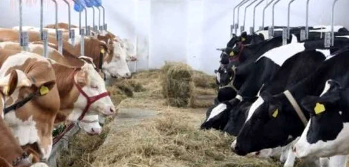 Plecand
 de la o ferma zootehnica, o asociatie de fermieri poate dezvolta o 
afacere pe orizontala: cresterea animalelor- procesare-distributie