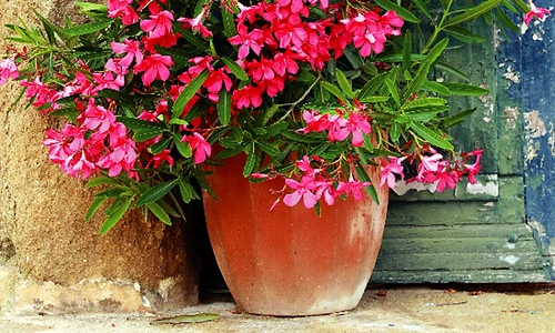 1 63570 original jpg jpeg