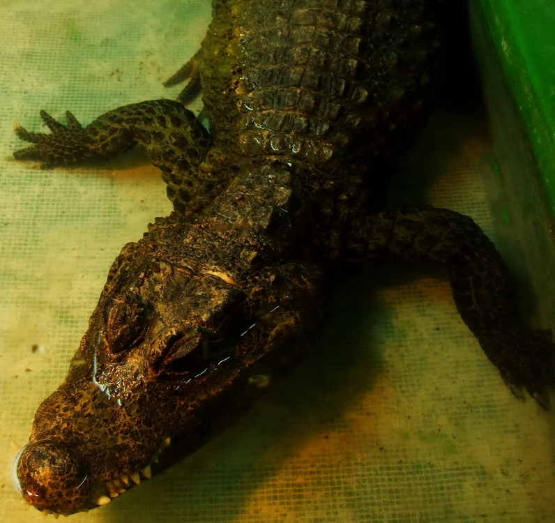 Vedeta expoziției este Pepino, crocodilul pitic din Vestul Africii