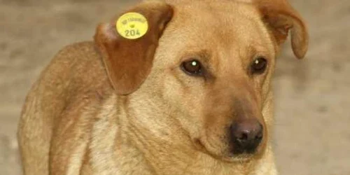 Cei mai frumoşi maidanezi vor fi prezentaţi la târgul de adopţii