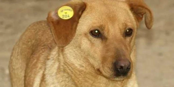 Cei mai frumoşi maidanezi vor fi prezentaţi la târgul de adopţii