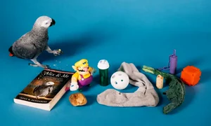 apollo papagal jako guinness world records jpg