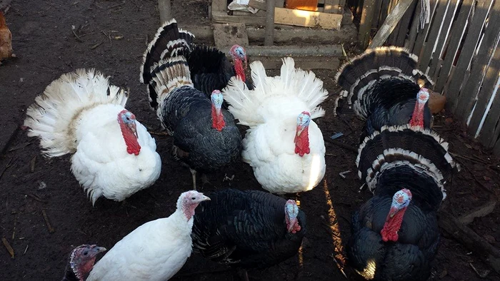 Curcani scosi la vanzare de Mihai Achim (Foto: Facebook)