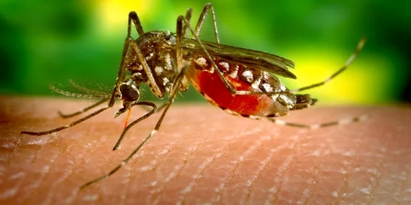 Ţânţarii transmit infecţia prin intermediul înţepătorilor jpeg