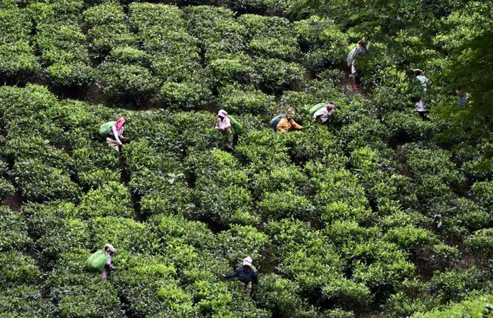 Plantație de ceai în India. Foto: EPA-EFE
