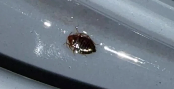 La două licee au fost semnalate ploșnițe / foto: observatornews.ro