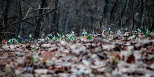 Primăvara în nordul Dobrogei FOTU Turism Măcin