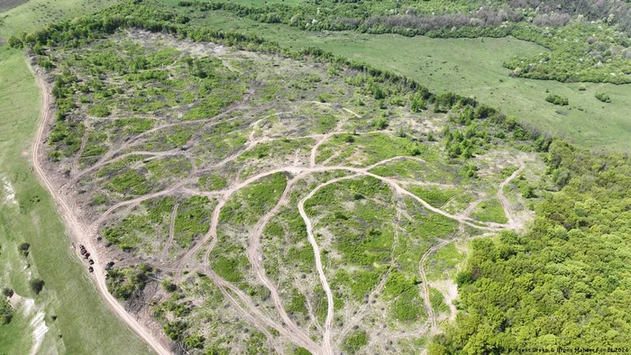 Zonă de pădure aparent tăiată la ras, lângă Vecerd, Sibiu. Alimentează lanțul de aprovizionare IKEA