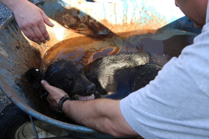 Ursuleţul a primit o baie după aventura lui