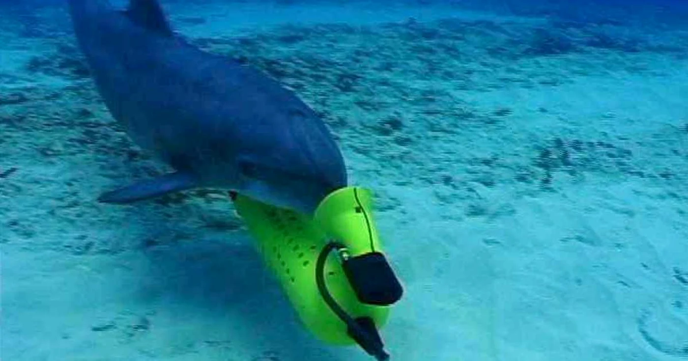 Curiozităţi despre delfini