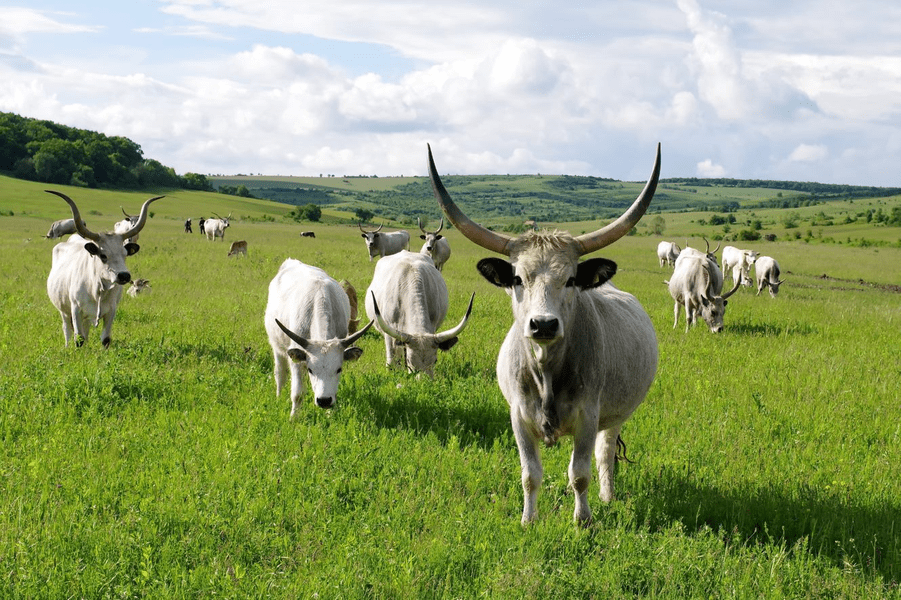 Sura de stepă, vitele din pictura „Carul cu boi“, intră în meniul culinar din Transilvania
