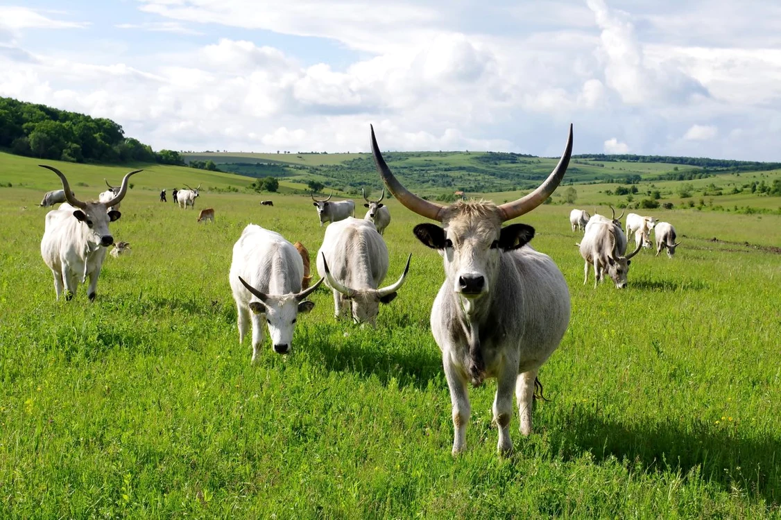 Sura de stepă va apărea în meniurile din Transilvania din octombrie FOTO Conservation Carpathia