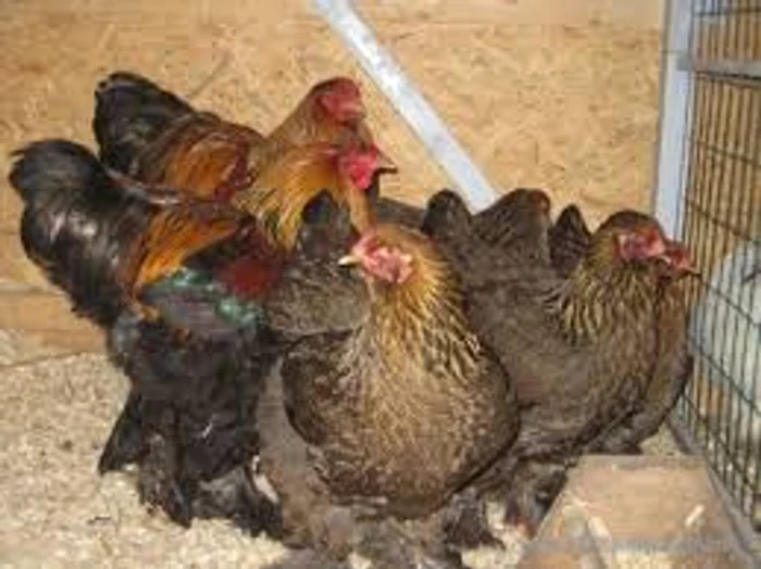 Găinile au fost aruncate în curtea sediului ACL foto: arhivă