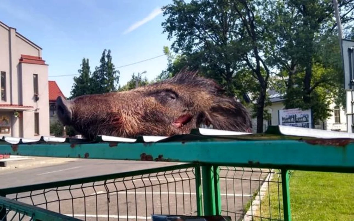 Descoperirea şocantă a fost făcută de o băimăreancă. FOTO: Facebook Nemeth Judit Emese