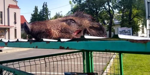 cadavre mistret la tomberon. foto facebook