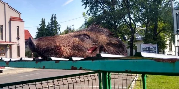 cadavre mistret la tomberon. foto facebook 