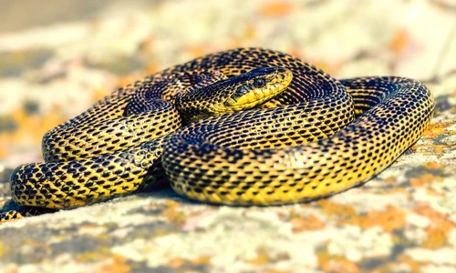 1 63810 original jpg jpeg