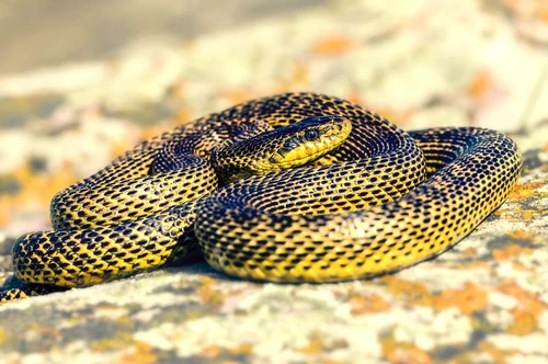 1 63810 original jpg jpeg