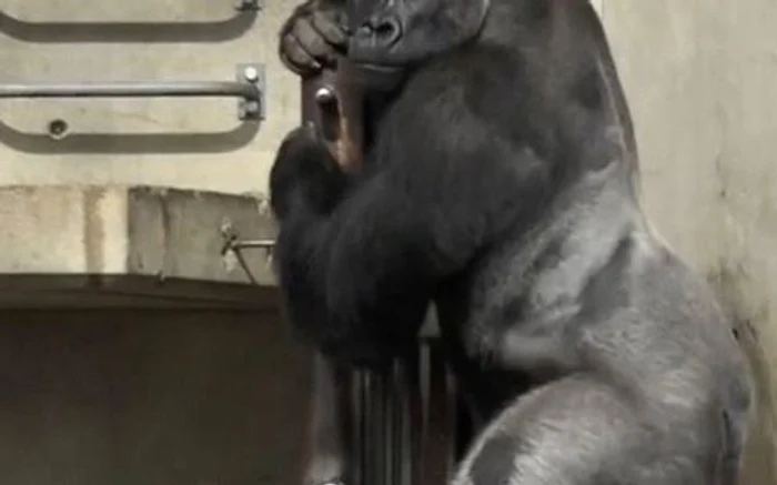 
    Gorila Shabani a cucerit inimile tinerelor japonezefoto: arhiva personală  