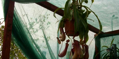 Nepenthes