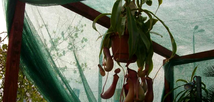 Nepenthes