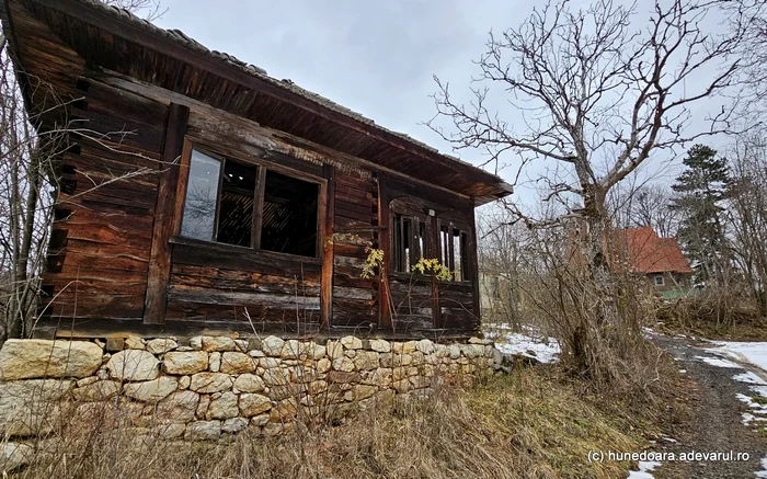 Străuți. Foto: Adevărul.