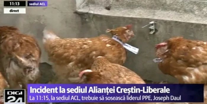 Găinile au la gât bileţele cu mesajul "Eu sunt Iohannis"