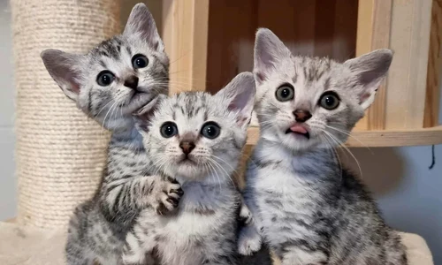 Campionatul Mondial Felin – FIFe World Winner Show 2025 (4) jpeg