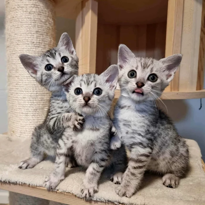 Campionatul Mondial Felin – FIFe World Winner Show 2025 (4) jpeg