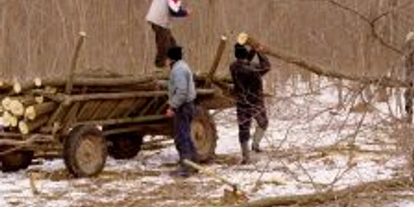Cei trei au încărcat lemnele într-o căruţă