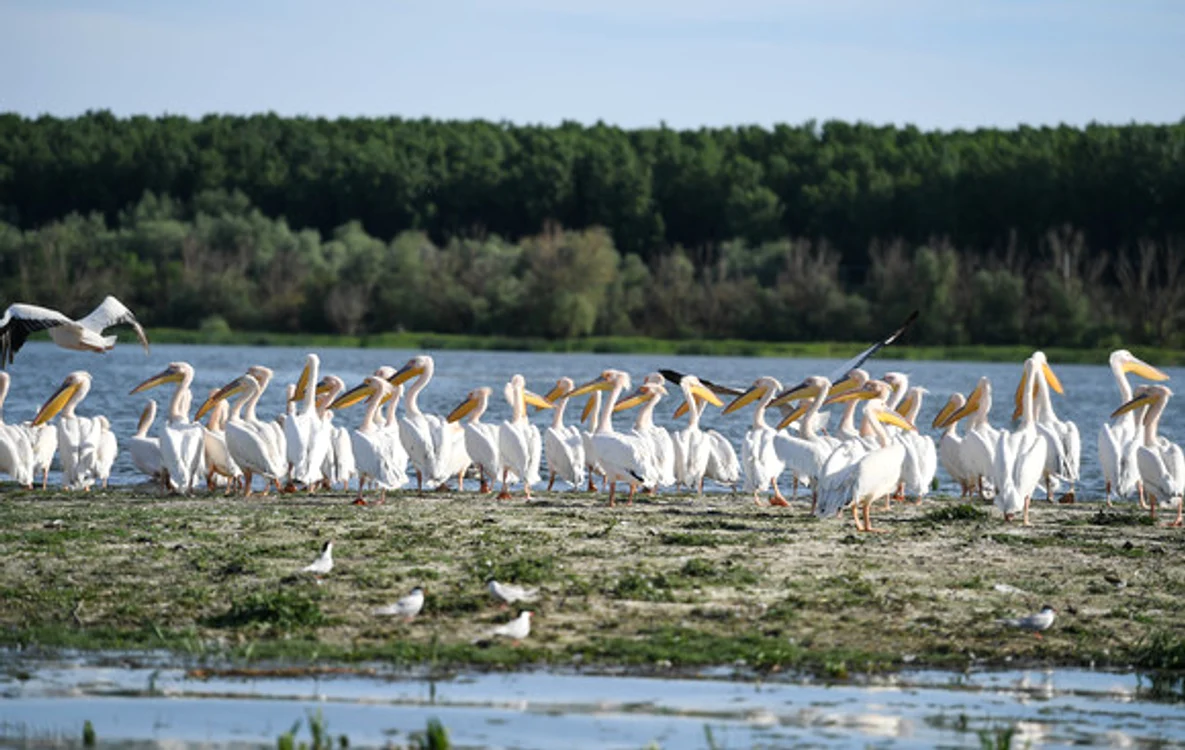 
    Canalele Deltei sunt intens circulate de bărci cu pescari sau turiști  
