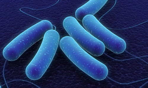 1 82726 original jpg jpeg