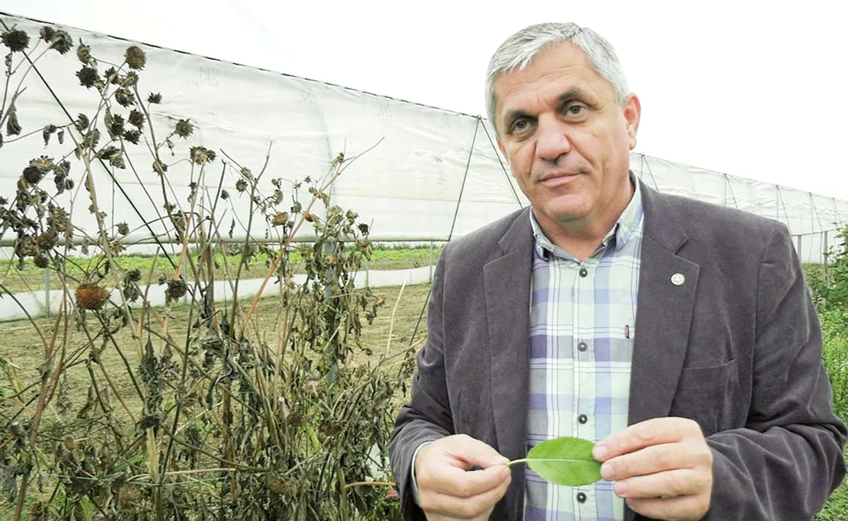 
    Costel Vânătoru, cercetător în horticultură, ne arată că frunzele sunt încă verzi  