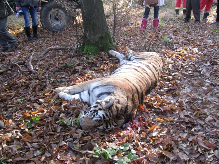 Tigroiaca MIhaela a fost ucisa in decembrie 2011 - Foto Ramona Găină